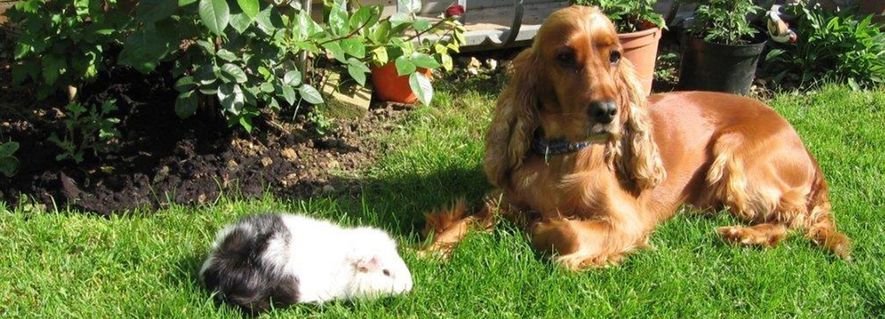 Tierische Begegnungen im Grünen
